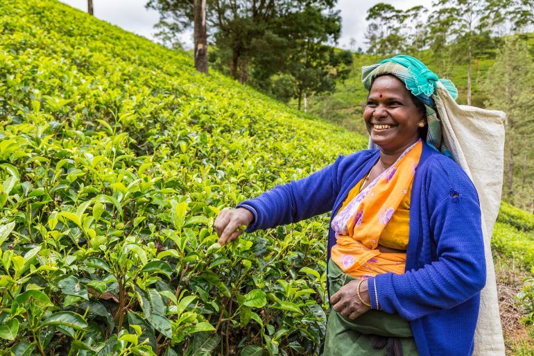 NUWARA ELIYA, SRI LANKA - FEBRUARY 15, 2020: Woman tea picker in tea plantation in Nuwara Eliya, Sri Lanka; Shutterstock ID 1660742347; purchase_order: aj; job: ; client: ; other: