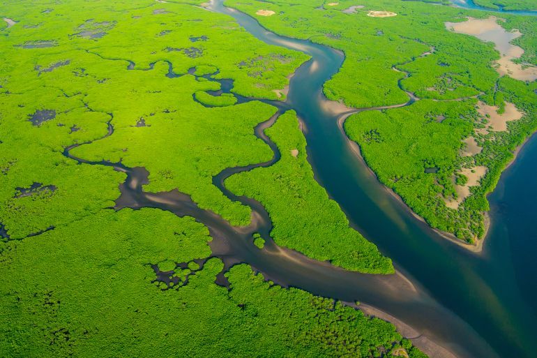 Aerial View of Green Mangrove Forest. Nature Landscape. Amazon River. Amazon Rainforest. South America.