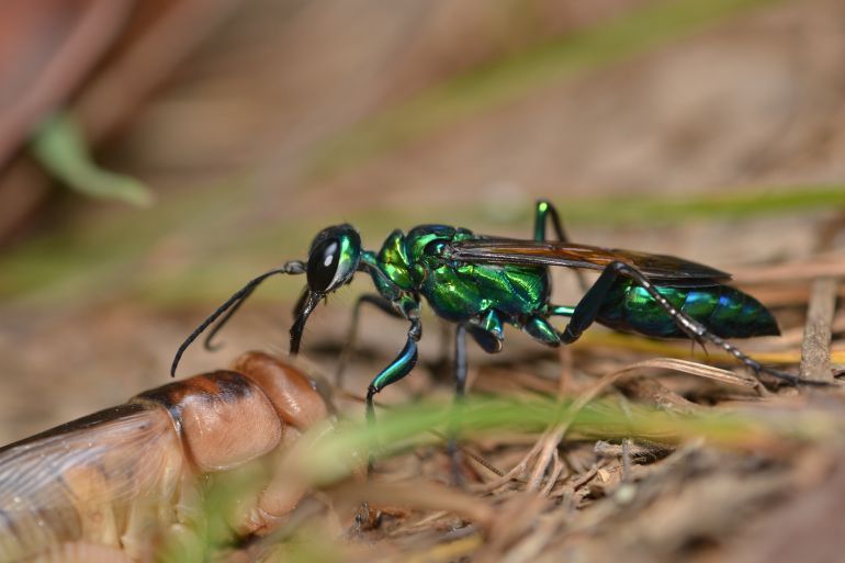 Emerald cockroach wasp or Jewel wasp with prey