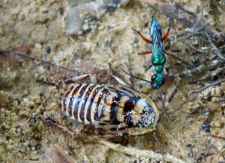 An emerald jewel wasp ( Ampulex compressa) examines her prey of a striped cockroach after stinging it