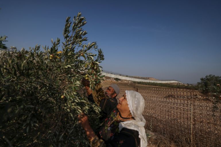 Palestinians pick their olives during harvest season in a field near the controversial Israeli separation wall in the village of Beit Awwa west of Hebron city in the occupied West Bank on October 23, 2023. For many years Palestinians from villages whose lands were sectioned when Israel started constructing the barrier in 2002 required a special army permit to harvest their crops on the other side of the wall, which is now not allowed because of the ongoing battles between Israel and the Palestinian Islamist group Hamas. (Photo by HAZEM BADER / AFP)