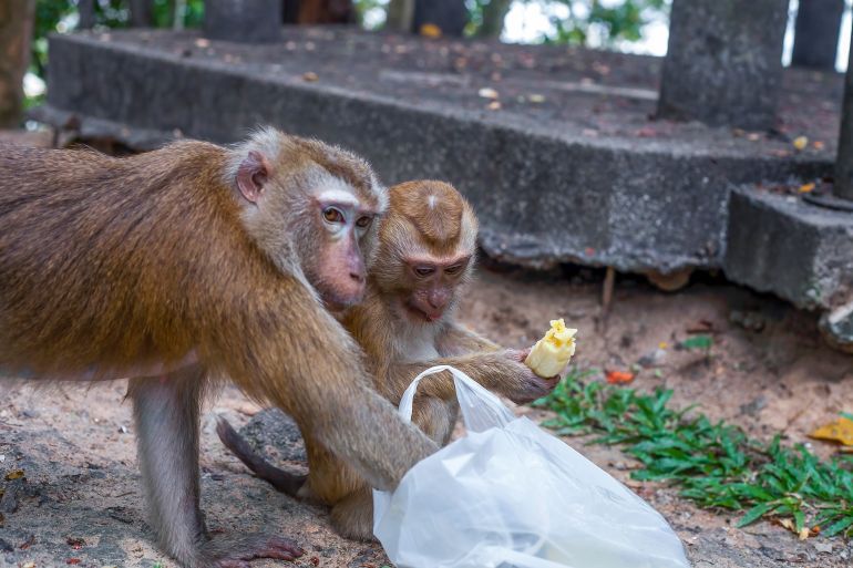 Monkeys eating banana and checking plastic bag on city street close up. Two Long tailed macaque to find food in disposable package on road. Baby monkey feeding from garbage