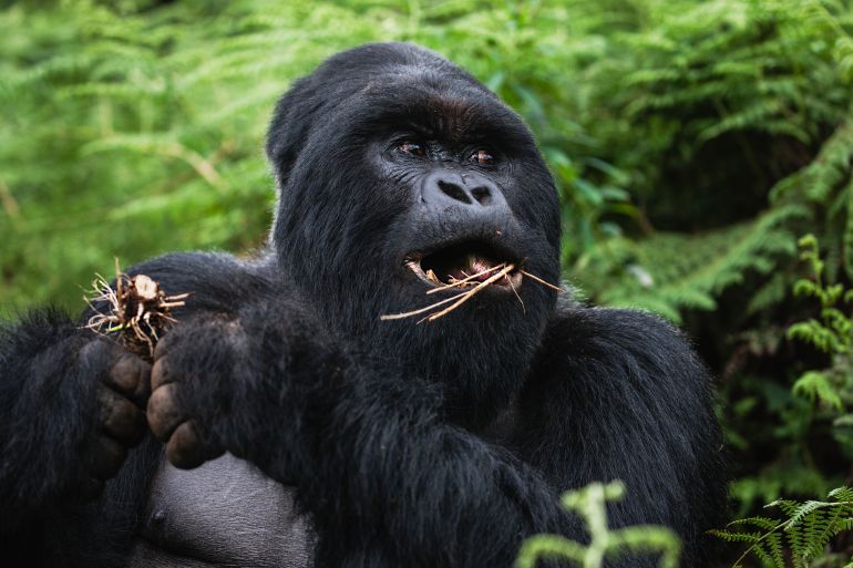 A Silver-backed mountain gorilla (Gorilla beringei beringei) in through the forest, Volcanoes National Park, Rwanda