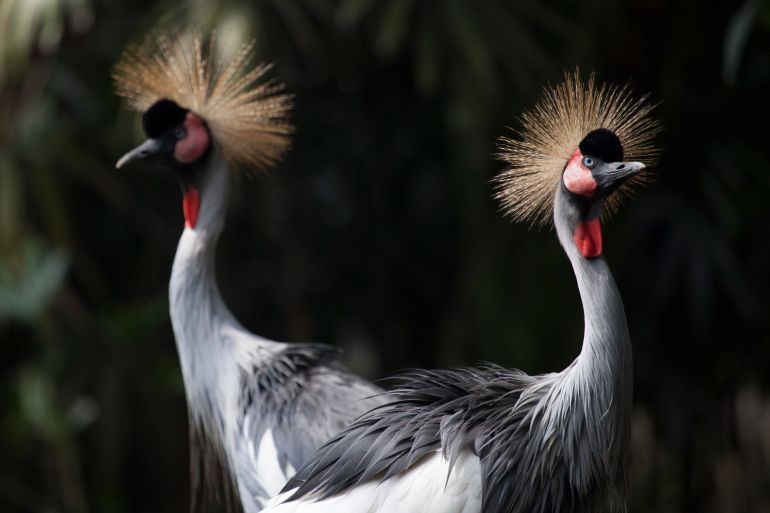 Close up Crowned Crane Bird