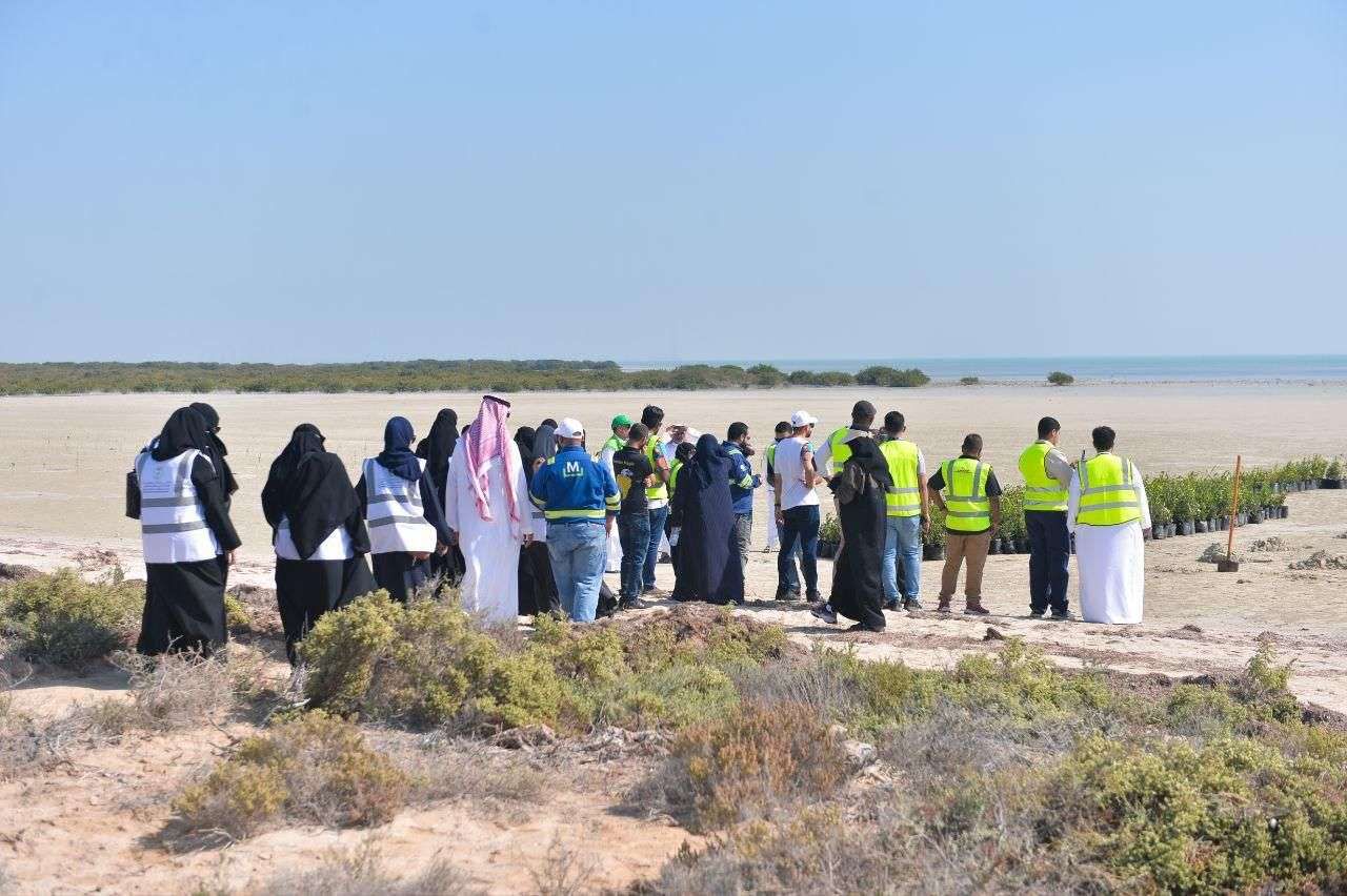 مبادرة زراعة 100 ألف شجرة مانجروف بالقطيف
