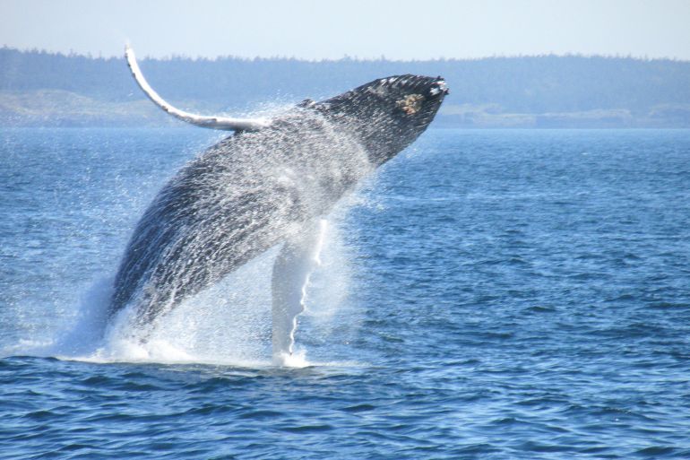Humpback Whale in the Bay of Fundy