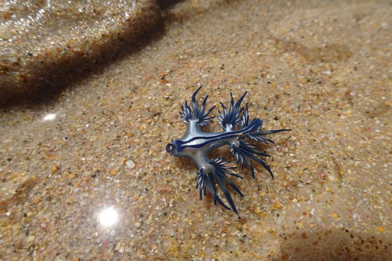 Blue and silver glaucus sea slug on New Zealand beachg