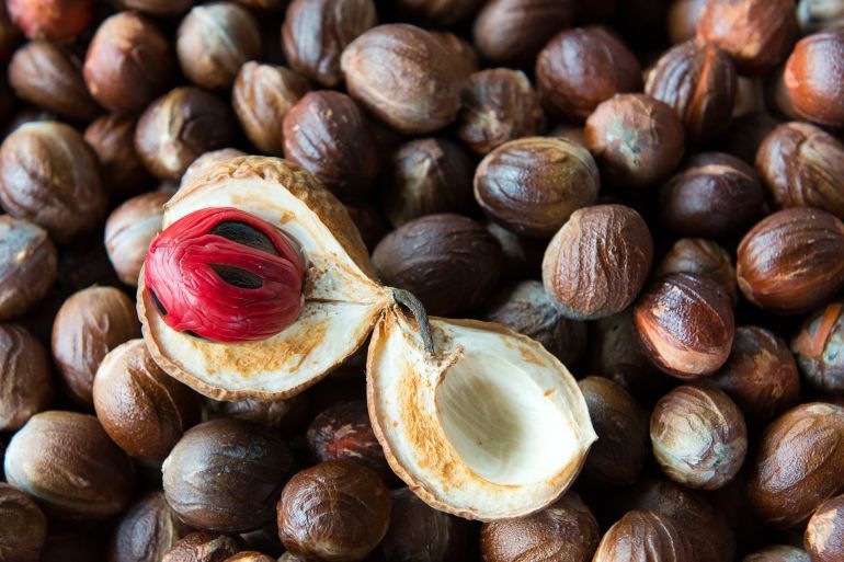 Nutmeg (Myristica fragrans) is a tree plant originating from the Banda Islands, Maluku. Due to their high value as spices, fruit and nutmeg have been important trade commodities since Roman times