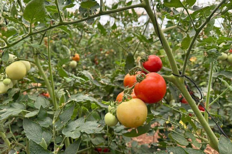 صورة من دفيئة المزارع دياب أبو عامر لمنتج البندورة