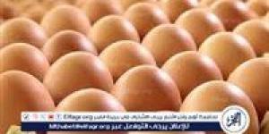 بورصة الدواجن.. أسعار الفراخ البيضاء اليوم الأربعاء 14-5-2025 في قنا - زاجل الإخباري