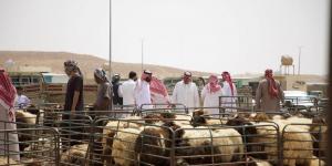 2100 ريال حدا أعلى لأسعار الأضاحي - زاجل الإخباري