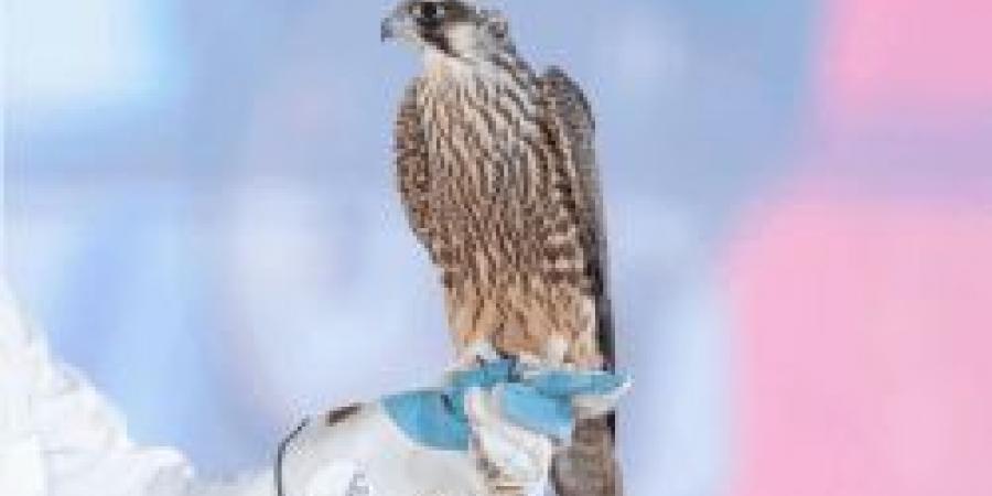 مزاد نادي الصقور السعودي 2024: ختام ناجح ونجاحات جديدة في مجال الصقارة - زاجل الإخباري