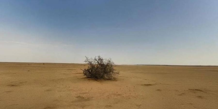 إعادة تأهيل 40 مليون هكتار من الأراضي المتدهورة - زاجل الإخباري