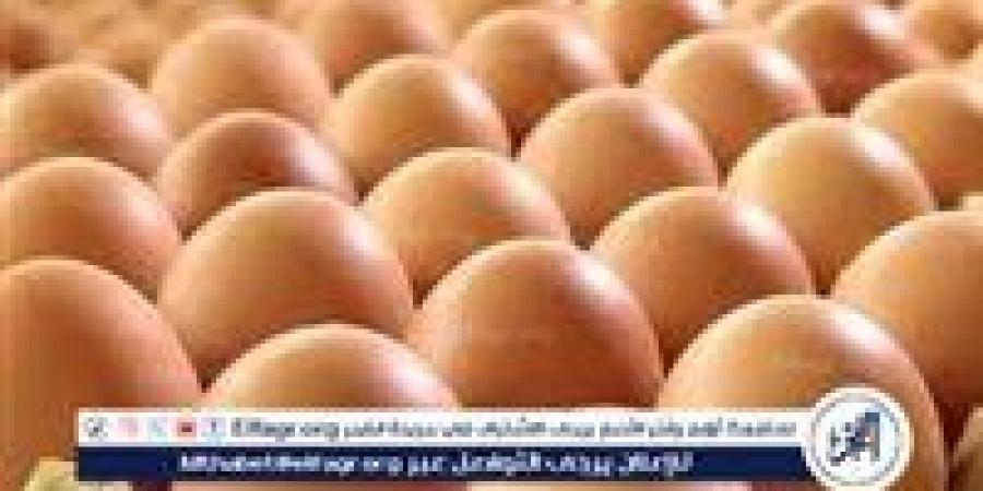 بورصة الدواجن.. أسعار الفراخ البيضاء اليوم الأربعاء 14-5-2025 في قنا - زاجل الإخباري