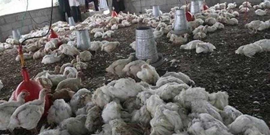 مجلس الوزراء يكشف حقيقة وجود متحورات وفيروسات وبائية منتشرة بين الدواجن - زاجل الإخباري