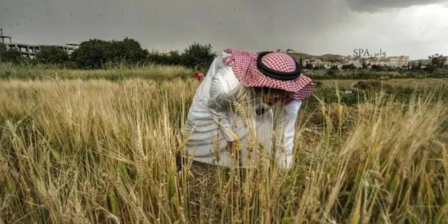 حصاد 3 أصناف مطورة من القمح المحلي - زاجل الإخباري