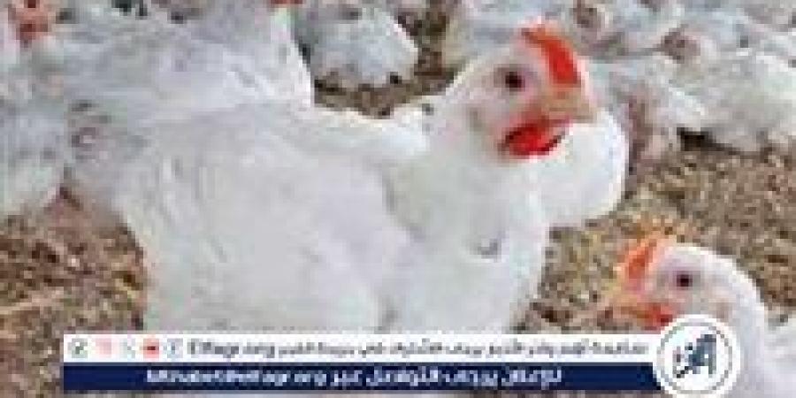 بورصة الدواجن.. أسعار الفراخ البيضاء اليوم الاثنين 18-8-2025 في قنا - زاجل الإخباري