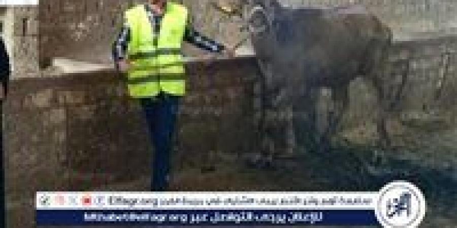 " تضامن الغربية".. تسليم 1469 رأس ماشية للأسر الأولى بالرعاية - زاجل الإخباري
