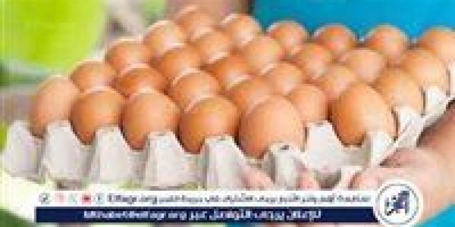 أسعار طبق البيض اليوم الخميس 21-8-2025 في قنا - زاجل الإخباري