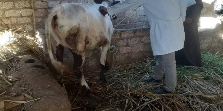 محافظ المنيا: تحصين 181 ألف رأس ماشية ضد الأمراض الوبائية لحماية الثروة الحيوانية - زاجل الإخباري