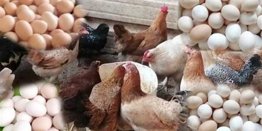 أسعار الدواجن والبيض في مصر اليوم السبت - زاجل الإخباري