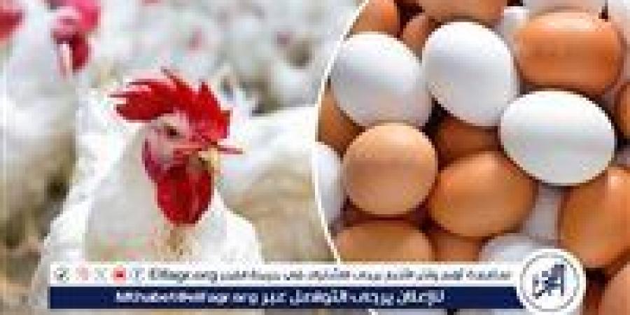 أسعار الفراخ البيضاء اليوم الاثنين 25-8-2025 في الدقهلية - زاجل الإخباري