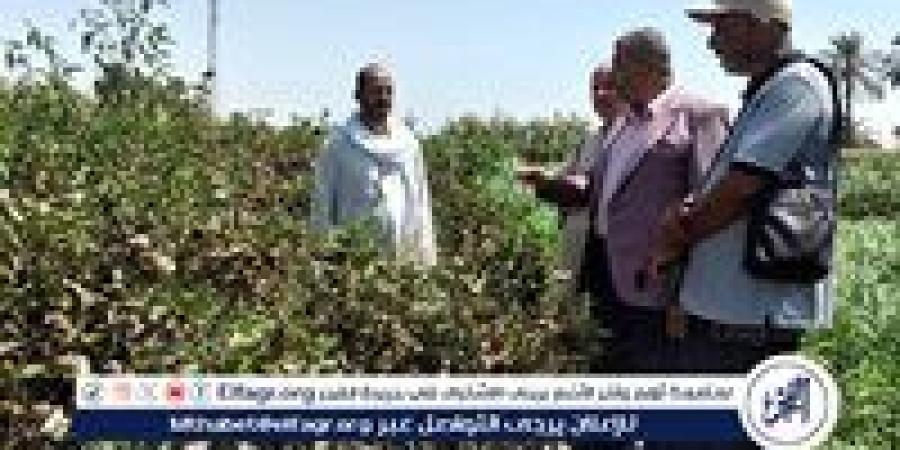 محافظ أسيوط يتابع موسم جني القطن بالمحافظة - زاجل الإخباري