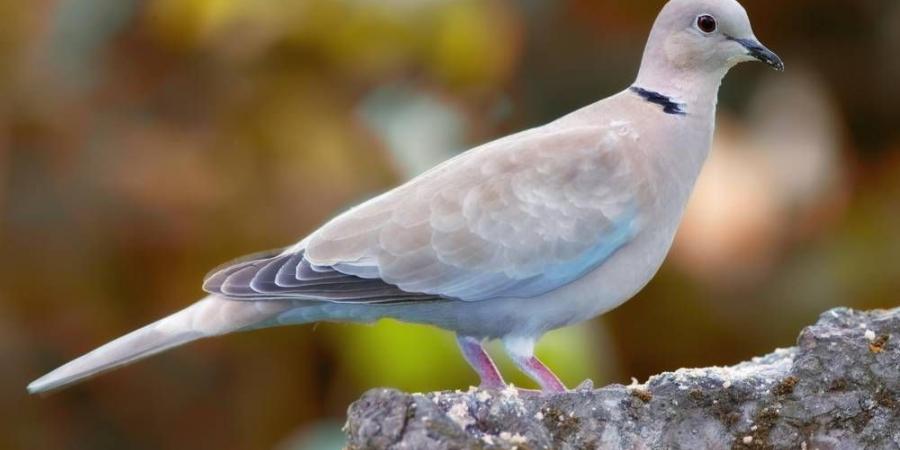 الحياة الفطرية تطلق موسم الصيد - زاجل الإخباري