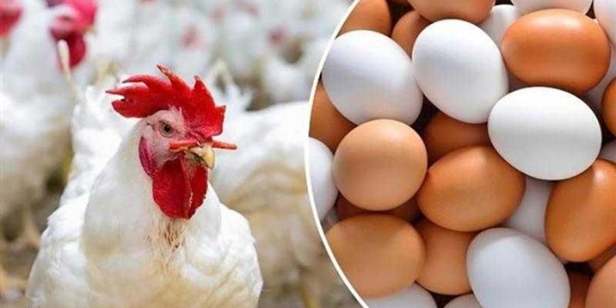 أسعار الدواجن والبيض في مصر اليوم السبت - زاجل الإخباري
