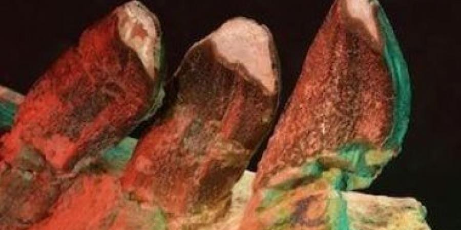 خدوش الأسنان المجهرية تكشف أسرار الديناصورات ذات الأعناق الطويلة - زاجل الإخباري