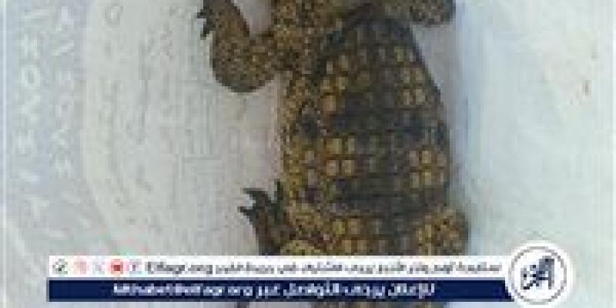 ظهور تمساح طوله متر بشاطئ أبو تلات يثير الذعر بين المصطافين ووكيل وزارة البيئة في الإسكندرية يكشف الوضع - زاجل الإخباري