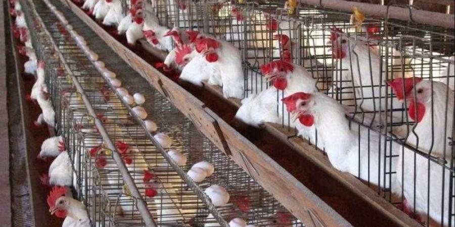 أسعار الدواجن والبيض في مصر اليوم الثلاثاء - زاجل الإخباري