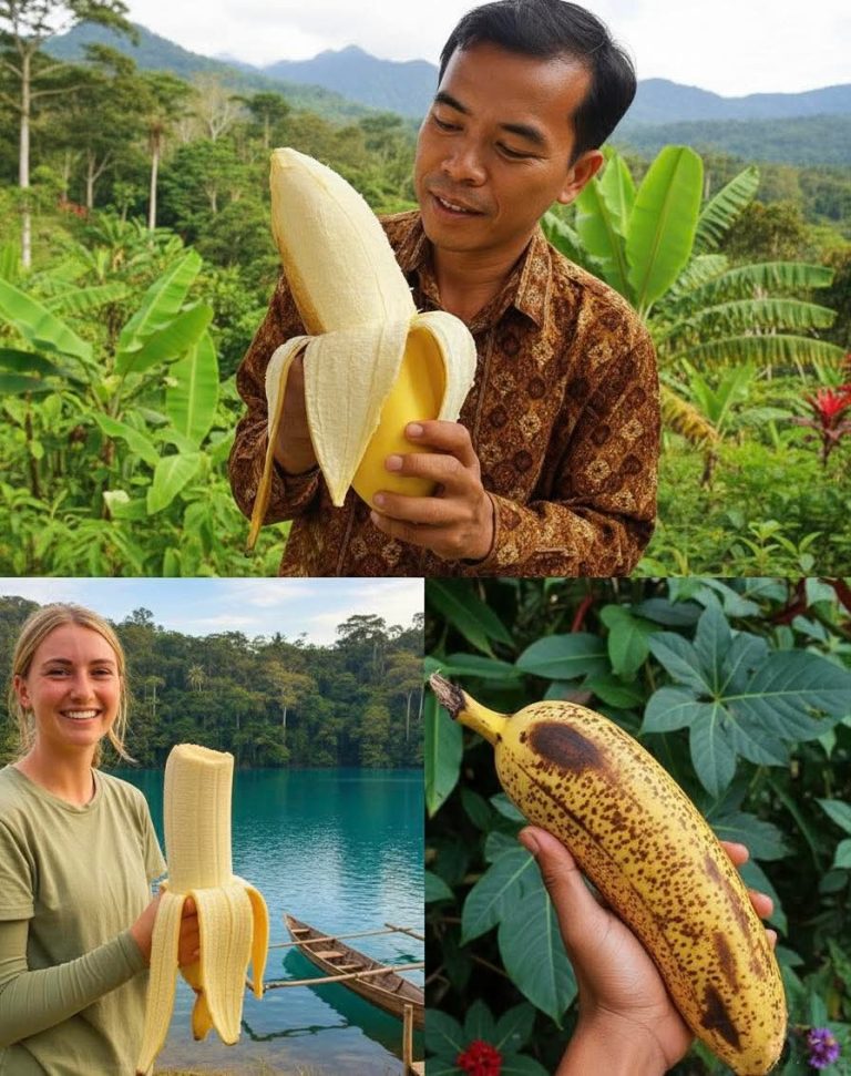 هل تعرف أو سمعت عن موز المرتفعات العملاق .. وهل هو حقيقة أم من الأساطير