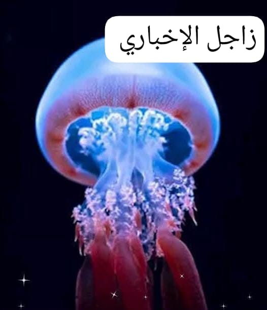 «قنديل البحر الخالد».. كائن بحري حيّر العلماء بقدرته على عكس مسار الشيخوخة